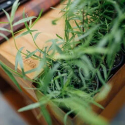 Brasero Plancha Island Corten PRO 100 Bois De Teck + Housse - Ofyr 12 Brasero Plancha Island Corten PRO 100 Bois De Teck + Housse - Ofyr -Cuisine BBQ ofyr island pro 100 teck 2020000022121 5